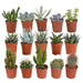 Cactus en vetplanten mix 5.5 cm | 15 stuks - zonder pot - 123flora.nl