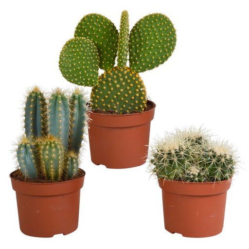 Cactus mix 10.5 cm - 3x - 12cm zonder pot - 123flora.nl