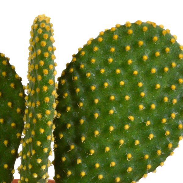 Cactus mix 10.5 cm - 3x - 12cm zonder pot - 123flora.nl