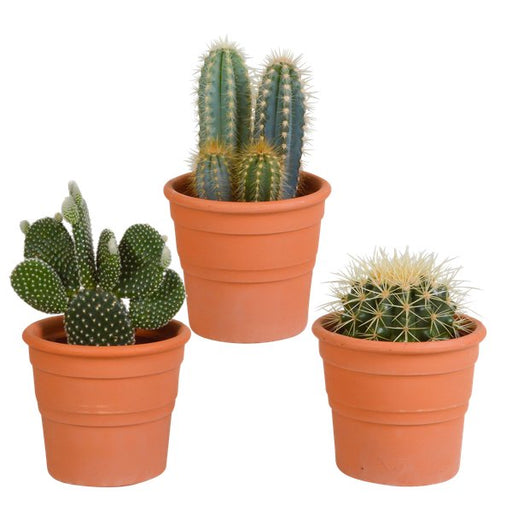 Cactus mix 10.5 cm - 3x - in terracotta pot - 123flora.nl