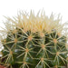 Cactus mix 10.5 cm - 3x - in terracotta pot - 123flora.nl