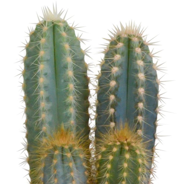 Cactus mix 10.5 cm - 3x - in terracotta pot - 123flora.nl