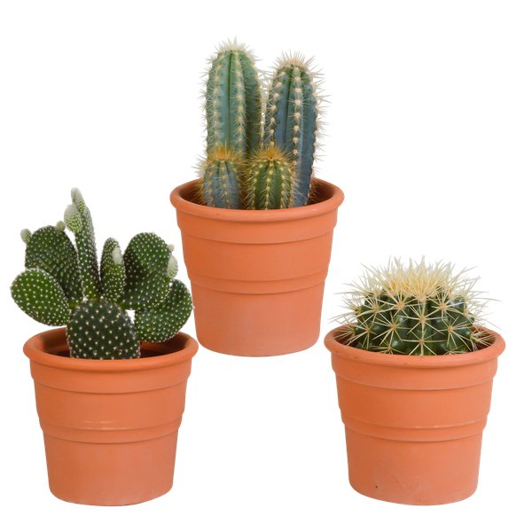 Cactus mix 10.5 cm - 3x - in terracotta pot - 123flora.nl