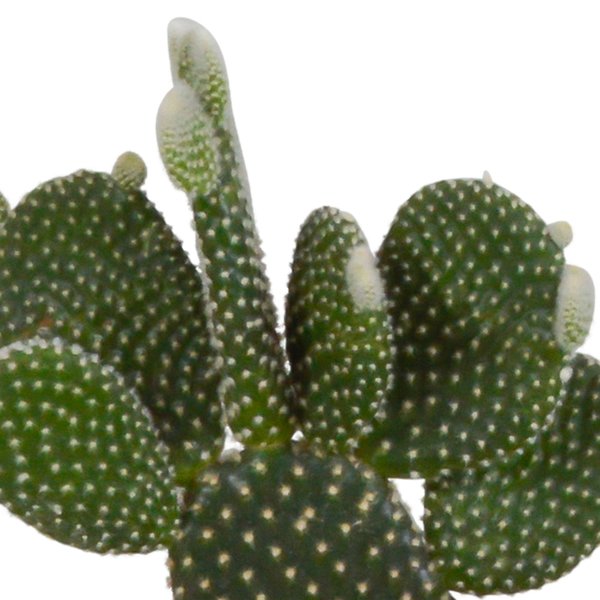 Cactus mix 10.5 cm - 3x - in witte pot - 123flora.nl