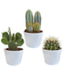 Cactus mix 10.5 cm - 3x - in witte pot - 123flora.nl