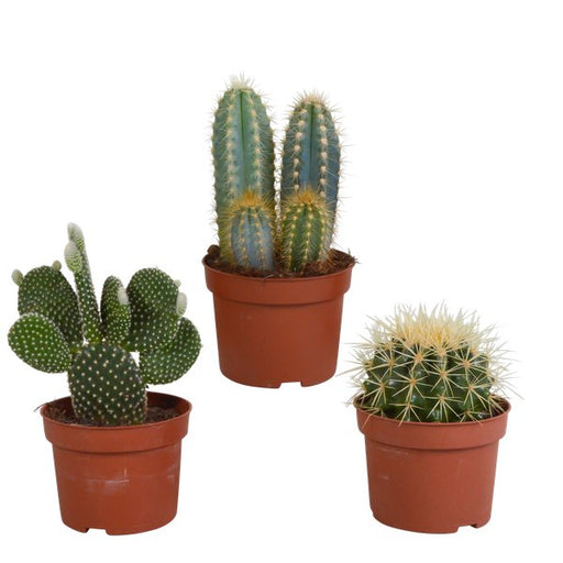 Cactus mix 10.5 cm - 3x - zonder pot - 123flora.nl