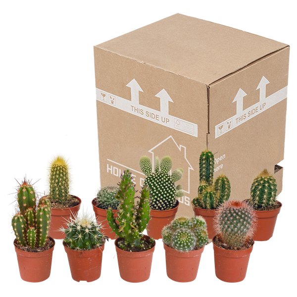 Cactus mix 5.5 cm - 10x - zonder pot - 123flora.nl