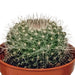 Cactus mix 5.5 cm - 10x - zonder pot - 123flora.nl