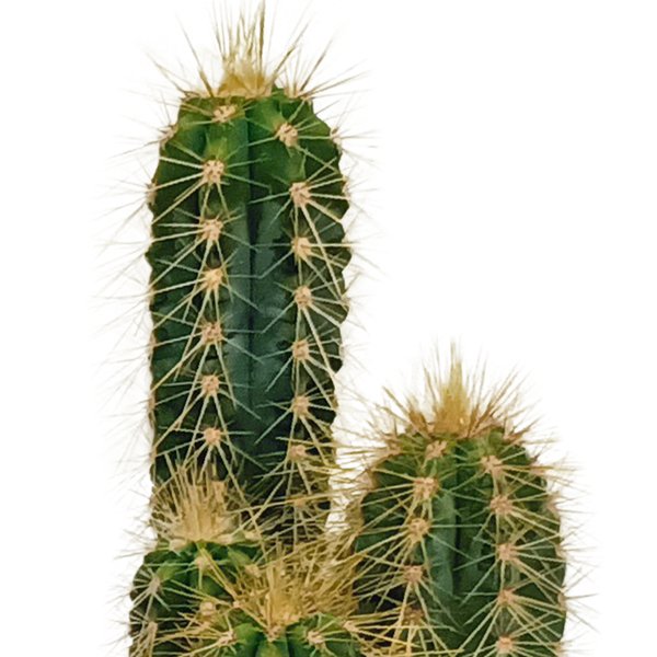 Cactus mix 5.5 cm - 10x - zonder pot - 123flora.nl