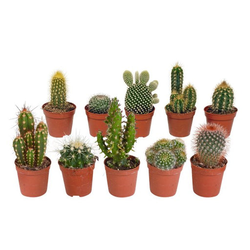 Cactus mix 5.5 cm - 10x - zonder pot - 123flora.nl