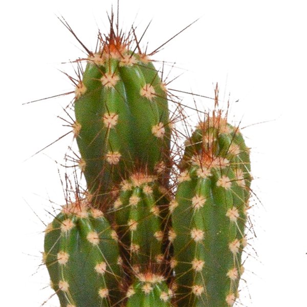 Cactus mix 5.5 cm - 10x - zonder pot - 123flora.nl