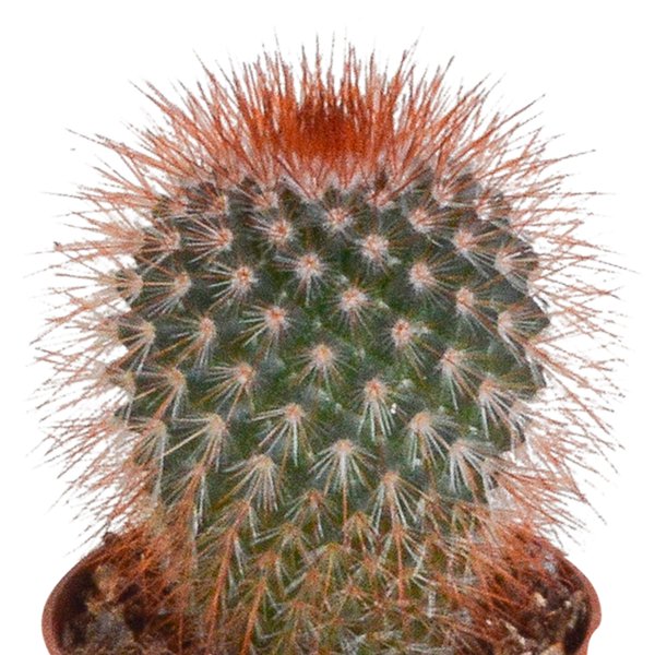 Cactus mix 5.5 cm - 10x - zonder pot - 123flora.nl