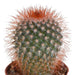 Cactus mix 5.5 cm - 10x - zonder pot - 123flora.nl