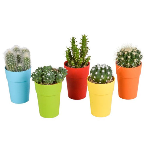 Cactus mix 5.5 cm - 5x - in gekleurde plasticpot - 123flora.nl