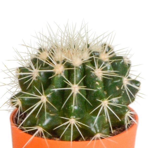 Cactus mix 5.5 cm - 5x - in gekleurde plasticpot - 123flora.nl