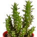 Cactus mix 5.5 cm - 5x - in gekleurde plasticpot - 123flora.nl