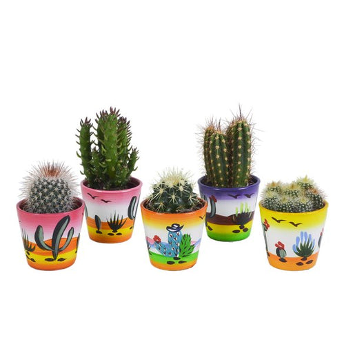 Cactus mix 5.5 cm - 5x - in Mexicaanse pot - 123flora.nl