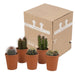 Cactus mix 5.5 cm - 5x - in terracotta pot - 123flora.nl