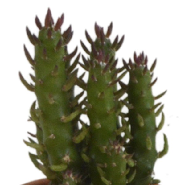 Cactus mix 5.5 cm - 5x - in terracotta pot - 123flora.nl