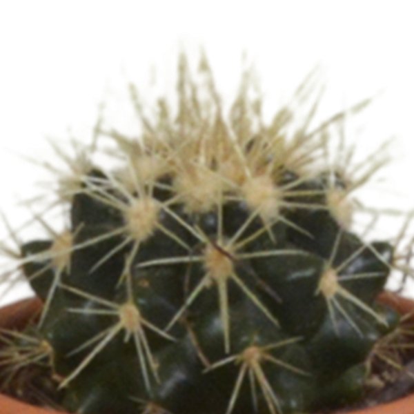 Cactus mix 5.5 cm - 5x - in terracotta pot - 123flora.nl