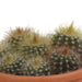 Cactus mix 5.5 cm - 5x - in terracotta pot - 123flora.nl