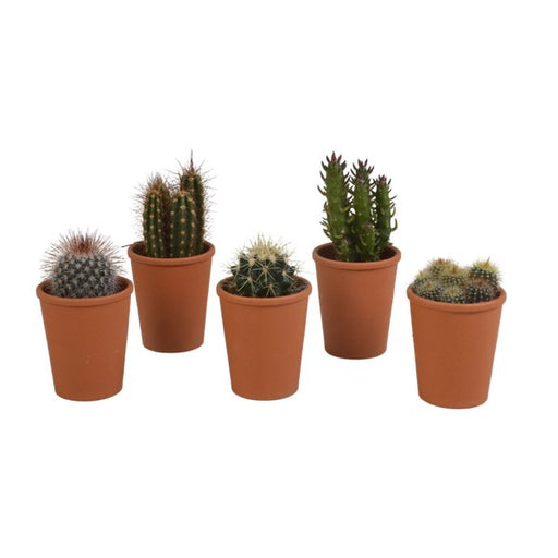 Cactus mix 5.5 cm - 5x - in terracotta pot - 123flora.nl