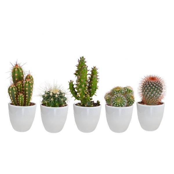 Cactus mix 5.5 cm - 5x - in witte pot - 123flora.nl