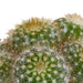 Cactus mix 5.5 cm - 5x - in witte pot - 123flora.nl