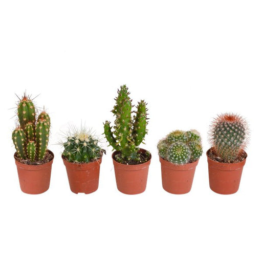 Cactus mix 5.5 cm - 5x - zonder pot - 123flora.nl