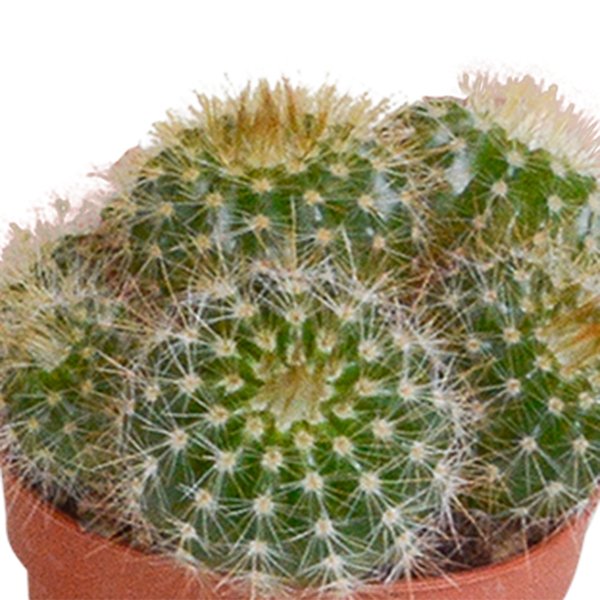 Cactus mix 5.5 cm - 5x - zonder pot - 123flora.nl