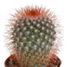 Cactus mix 5.5 cm - 5x - zonder pot - 123flora.nl