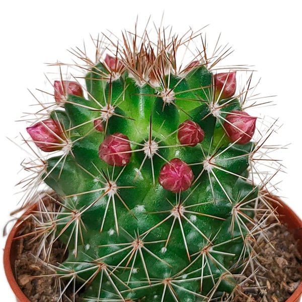 Cactus mix 5.5 cm - zonder pot bloeiend - 5x - 123flora.nl