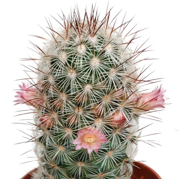 Cactus mix 5.5 cm - zonder pot bloeiend - 5x - 123flora.nl