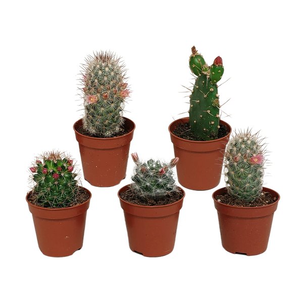 Cactus mix 5.5 cm - zonder pot bloeiend - 5x - 123flora.nl