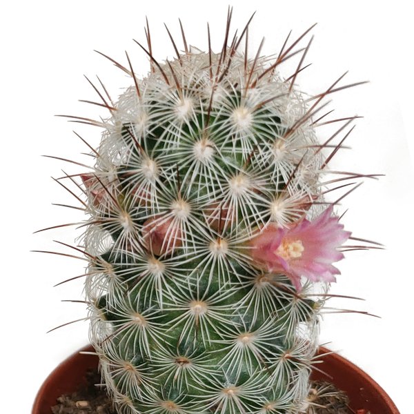 Cactus mix 5.5 cm - zonder pot bloeiend - 5x - 123flora.nl