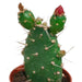 Cactus mix 5.5 cm - zonder pot bloeiend - 5x - 123flora.nl