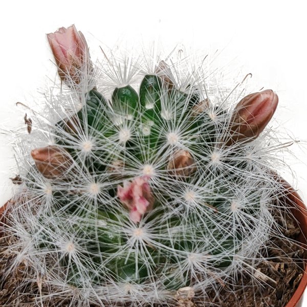 Cactus mix 5.5 cm - zonder pot bloeiend - 5x - 123flora.nl