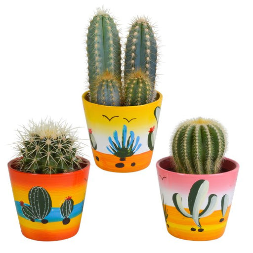 Cactus mix 8.5 cm - 3x - in Mexicaanse pot - 123flora.nl