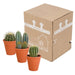 Cactus mix 8.5 cm - 3x - in terracotta pot - 123flora.nl