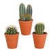 Cactus mix 8.5 cm - 3x - in terracotta pot - 123flora.nl