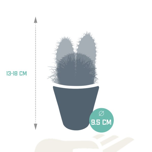 Cactus mix 8.5 cm - 3x - in witte pot - 123flora.nl