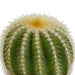 Cactus mix 8.5 cm - 3x - in witte pot - 123flora.nl