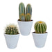 Cactus mix 8.5 cm - 3x - in witte pot - 123flora.nl