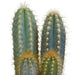 Cactus mix 8.5 cm - 3x - in witte pot - 123flora.nl