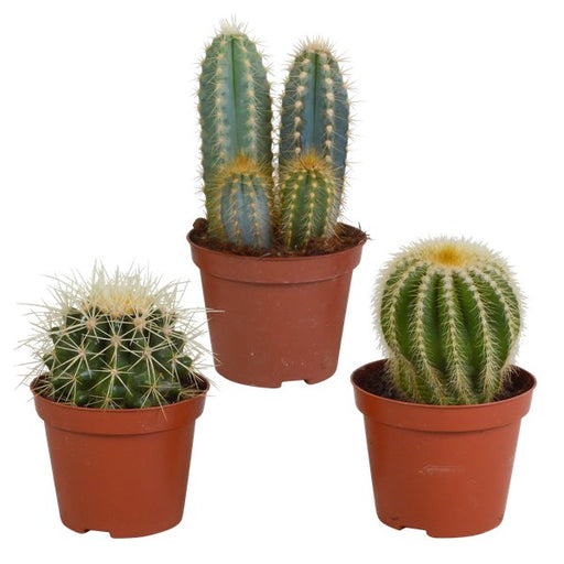 Cactus mix 8.5 cm - 3x - zonder pot - 123flora.nl