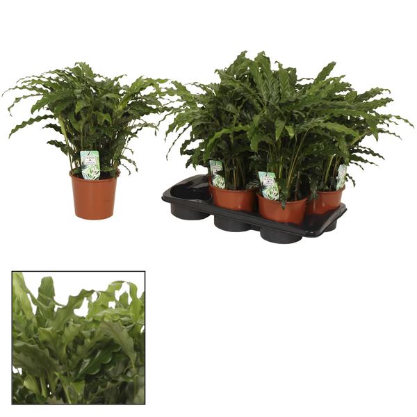 Calathea Bluegrass - Ø17 ↕65 - 123flora.nl