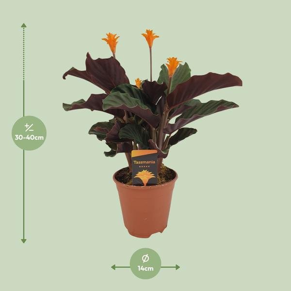 Calathea Crocata - Ø14cm - ↕40cm - 123flora.nl