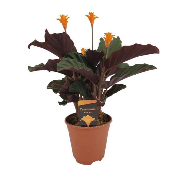 Calathea Crocata - Ø14cm - ↕40cm - 123flora.nl