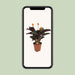 Calathea Crocata - Ø14cm - ↕40cm - 123flora.nl