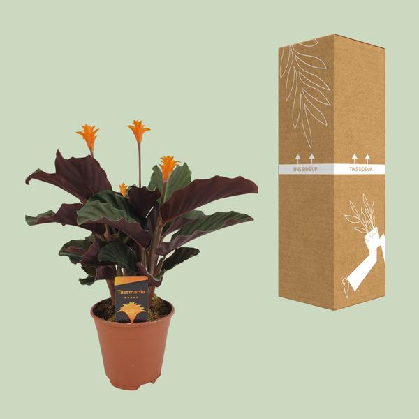 Calathea Crocata - Ø14cm - ↕40cm - 123flora.nl